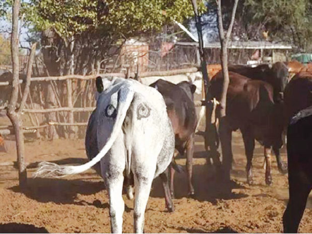 ಪರಭಕ್ಷಕಗಳಿಂದ ಹಸುಗಳ ಪ್ರಾಣ ರಕ್ಷಿಸುವ ಕೃತಕ ಕಣ್ಣುಗಳು!