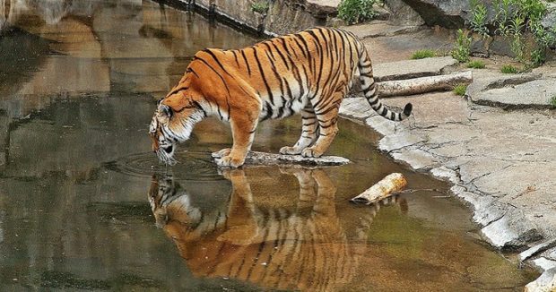 pench_tiger_reserve