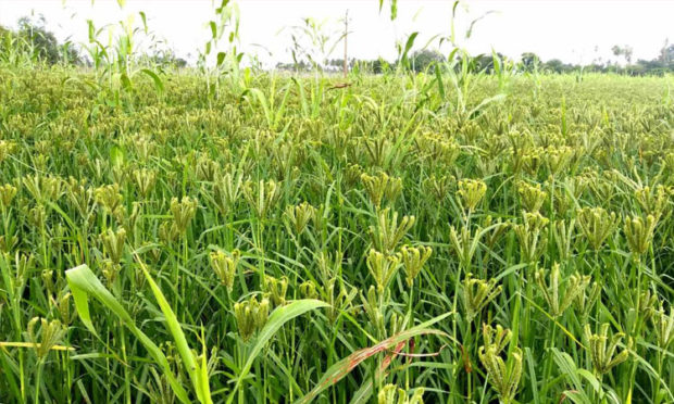 ಬೆಳೆ ನಷ್ಟ ಪರಿಹಾರಕ್ಕೆ ತಪ್ಪದ ಅಲೆದಾಟ