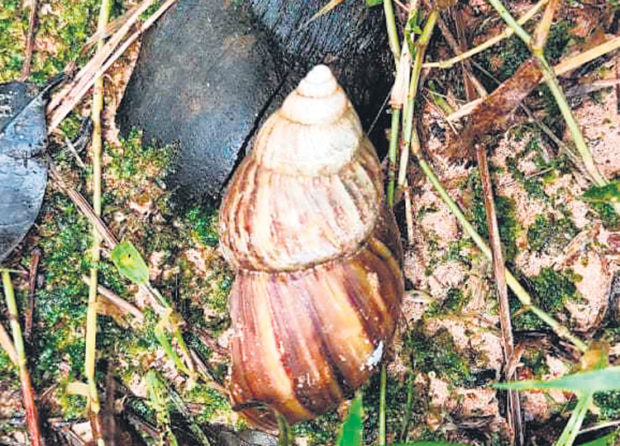 ರೈತರ ಗೋಳು; ಬೆಳೆ ಭಕ್ಷಕ ಆಫ್ರಿಕನ್‌ ಬಸವನ ಹುಳುಗಳ ಕಾಟ