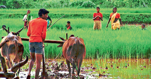 ಆಹಾರ ಉತ್ಪಾದನೆ ಗುರಿ ಹೆಚ್ಚಿಸಲು ಕೇಂದ್ರ ನಿರ್ಧಾರ