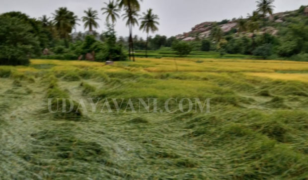 ಗಂಗಾವತಿಯಲ್ಲಿ ಮಳೆಗಾಳಿಗೆ ನೆಲಕ್ಕುರುಳಿದ ಭತ್ತದ ಬೆಳೆ: ಅಪಾರ ನಷ್ಟ