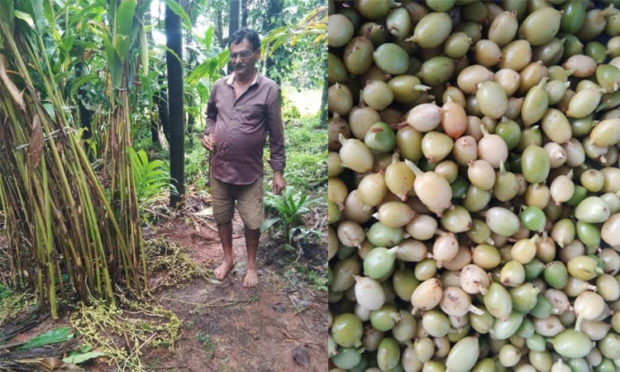 ಏಲಕ್ಕಿ ಬೆಳೆದು ಮಾದರಿಯಾದ ರೈತ!