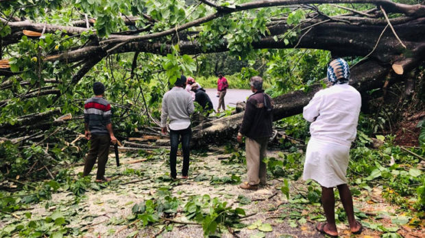 ಮಲೆನಾಡಿನಲ್ಲಿ ಬಿರುಗಾಳಿ ಮಳೆ: ಮೂಡಿಗೆರೆ- ಕಳಸ ರಸ್ತೆಗೆ ಉರುಳಿ ಬಿದ್ದ ಬೃಹತ್ ಮರ