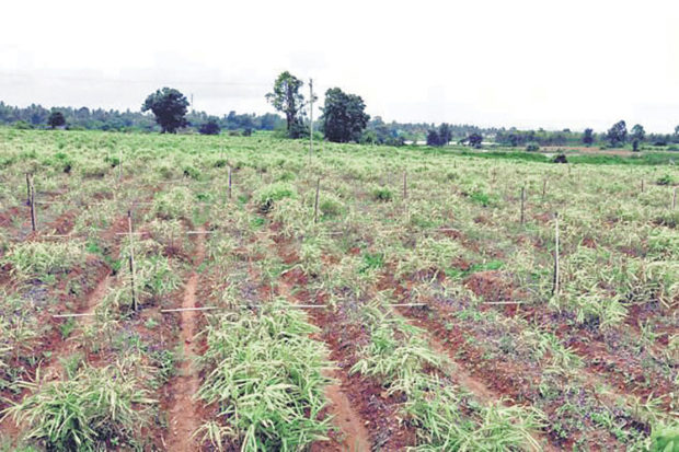 ಕುಸಿದ ಶುಂಠಿ ಬೆಲೆ: ಸಂಕಷ್ಟಕ್ಕೆ ಸಿಲುಕಿದ ಬೆಳೆಗಾರರು