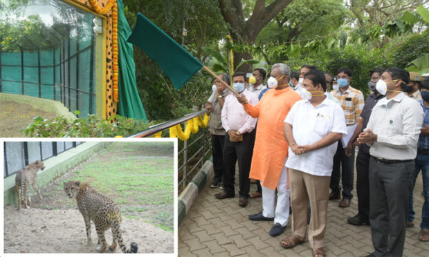 ಮೃಗಾಲಯದಲ್ಲಿ ಚೀತಾಗಳು ಸಾರ್ವಜನಿಕ ವೀಕ್ಷಣೆಗೆ ಮುಕ್ತ