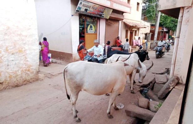 ಪಟ್ಟಣದಲ್ಲಿ ಬೀದಿದನಗಳ ಹಾವಳಿ, ವಾಹನ ಸವಾರರಿಗೆ ತೊಂದರೆ : ಕ್ರಮಕ್ಕೆ ಆಗ್ರಹ