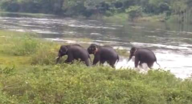 ಕಾಡಾನೆಗಳ ಪುಂಡಾಟಕ್ಕೆ ರೈತರ ಬೆಳೆಗಳು ಸಂಪೂರ್ಣ ನಾಶ : ಪರಿಹಾರಕ್ಕೆ ಆಗ್ರಹ