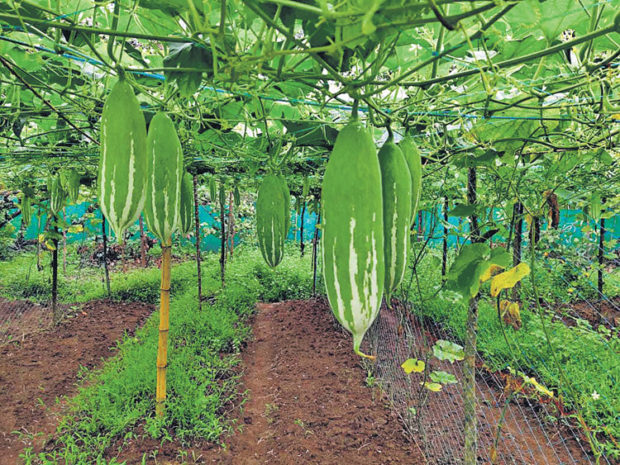 ಹಡಿಲು ಭೂಮಿಯಲ್ಲಿ ಸಮೃದ್ಧ ತರಕಾರಿ ಕೃಷಿ