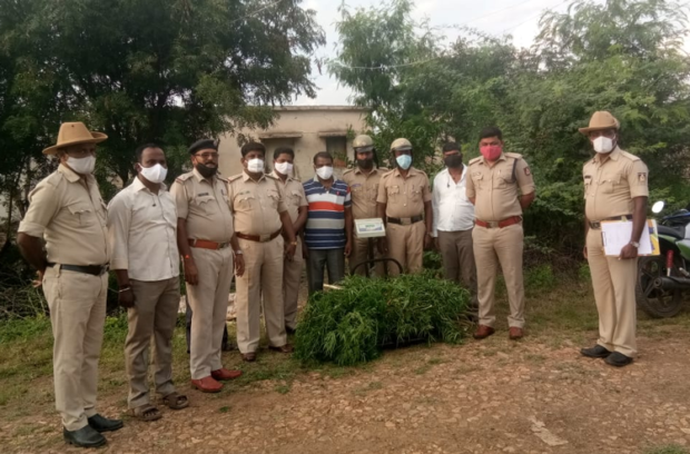 ಮನೆಯ ಹಿತ್ತಲಲ್ಲಿ ಗಾಂಜಾ ಬೆಳೆದ ವ್ಯಕ್ತಿಯನ್ನು ವಶಕ್ಕೆ ಪಡೆದ ಪೊಲೀಸರು