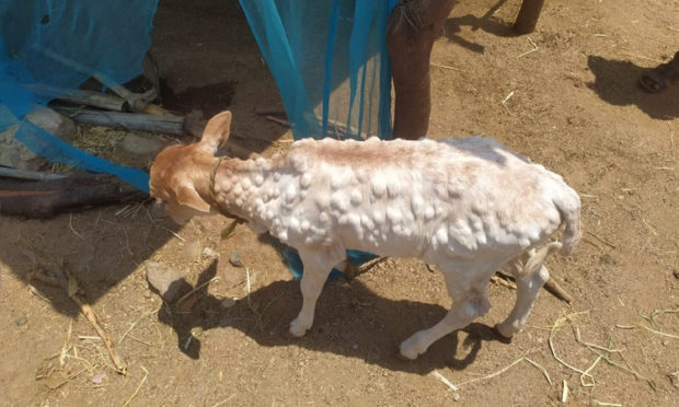 ಜಾನುವಾರುಗಳಿಗೆ ಚರ್ಮಗಂಟು ರೋಗ