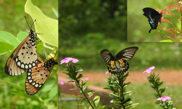 ಪ್ರವಾಸಿಗರ ಚಿತ್ತ ಸೆಳೆವ ಚಿಟ್ಟೆ ಪಾರ್ಕ್‌