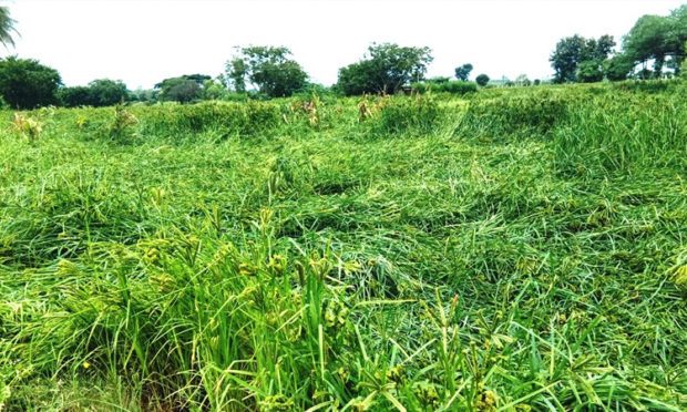 ನಿವಾರ್‌ನಿಂದ ನೆಲಕಚ್ಚಿದ ರಾಗಿ ಬೆಳೆ