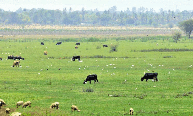 pasture