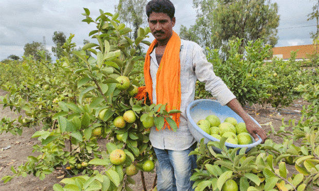 ಗಮನ ಸೆಳೆಯುತ್ತಿದೆ ಭಾರೀ ಗಾತ್ರದ ಪೇರಲ