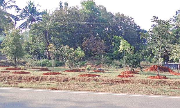 ಸಾಮಾಜಿಕ ಅರಣ್ಯ ಪೋಷಣೆ ಮೂಲಕ ಸಮಾಜಕ್ಕೆ ಮಾದರಿ