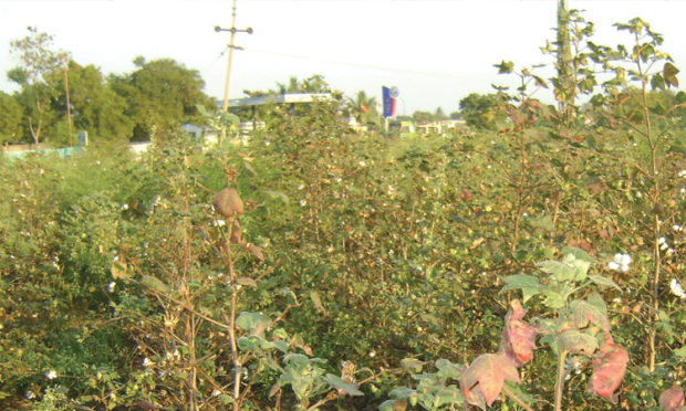 ಹತ್ತಿ ಬೆಳೆದ ರೈತನಿಗೆ ಸಿಕ್ತು ಬರೀ ಹತ್ತಿಕಟ್ಟಿಗೆ!