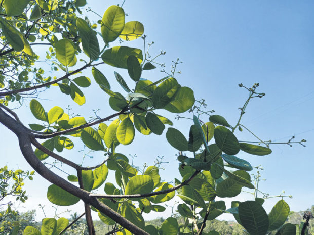 ಹವಾಮಾನದಲ್ಲಿ ಏರುಪೇರು: ಗೇರು ಕೃಷಿಗೆ ಸಂಕಷ್ಟ