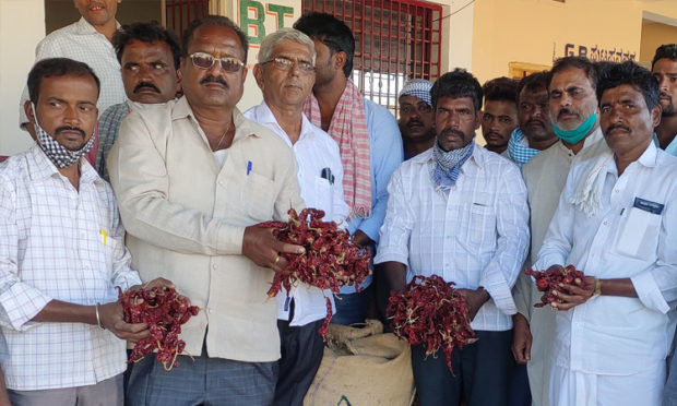 ಬಂಗಾರವಾಯ್ತು ಬ್ಯಾಡಗಿ ಮೆಣಸಿನಕಾಯಿ