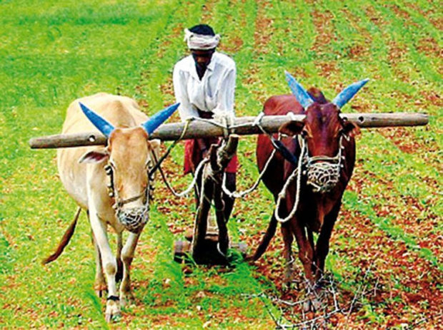 57 ಸಾವಿರ ರೈತರಿಗೆ “ಮನ್ನಾ ಭಾಗ್ಯ”