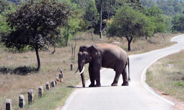 ರಸ್ತೆ ಮಧ್ಯೆ ನಿಂತ ಸಲಗ: ಟ್ರಾಫಿಕ್‌ ಜಾಮ್‌