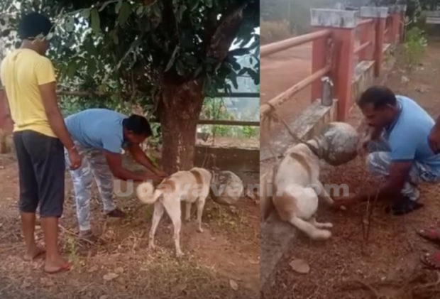 ಕೊಡಪಾನದ ಒಳಗೆ ತಲೆ ಸಿಲುಕಿಕೊಂಡು ಒದ್ದಾಡಿದ ಬೀದಿ ನಾಯಿ: ಸತತ ಪರಿಶ್ರಮದಿಂದ ಶ್ವಾನದ ರಕ್ಷಣೆ