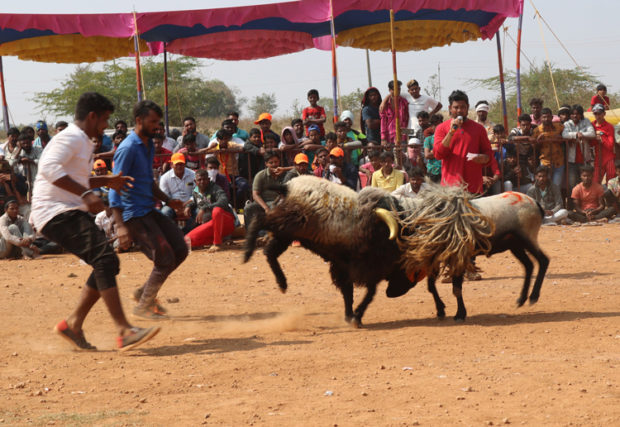 ಲಕ್ಷ್ಮೇಶ್ವರದಲ್ಲಿ ಮೈನವಿರೇಳಿಸಿದ ಟಗರಿನ ಕಾಳಗ