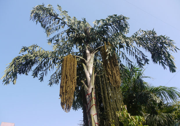 ಈಂದ್‌ ಹುಡಿ ಉದರ ಸಮಸ್ಯೆಗಳಿಗೆ ಪರಿಹಾರ