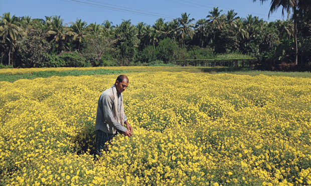 ಉತ್ತಮ ಬೆಲೆ ನಿರೀಕ್ಷೆಯಲ್ಲಿ ಸೇವಂತಿಗೆ ಬೆಳೆಗಾರರು