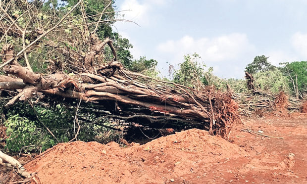 ಬೆಳ್ಮಣ್‌: ರಸ್ತೆ ವಿಸ್ತರಣೆಗೆ ಶತಮಾನ ಕಂಡ ಮರಗಳಿಗೆ ಕೊಡಲಿ