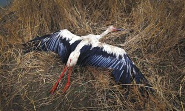 The mysterious death of 15 storks