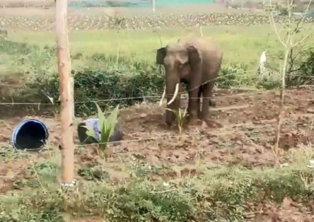 ಜಮೀನಿಗೆ ಒಂಟಿ ಸಲಗ ಲಗ್ಗೆ: ರಾಗಿ ಬೆಳೆ ಸಂಪೂರ್ಣ ನಾಶ