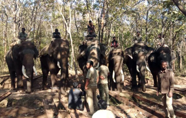 ದೊಡ್ಡಬೆಟ್ಟದಲ್ಲಿ ಪುಂಡಾನೆಗೆ ಹುಡುಕಾಟ : ನಾಲ್ಕನೇ ದಿನದ ಕಾಡಾನೆ ಕಾರ್ಯಾಚರಣೆ ವಿಫ‌ಲ