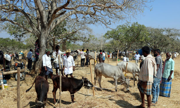 The Fair of the bukanabetta