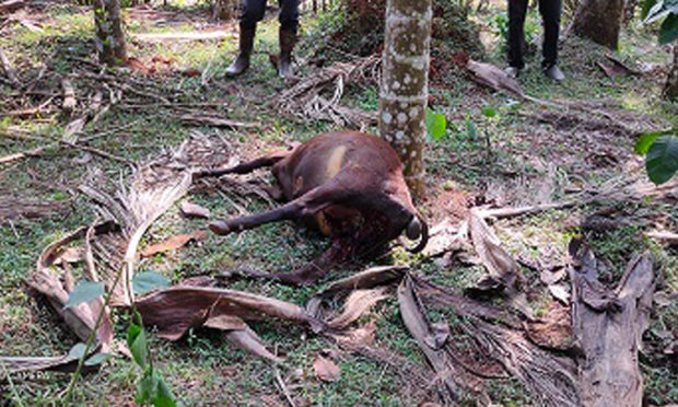 Cattle sacrifice for leopard attack