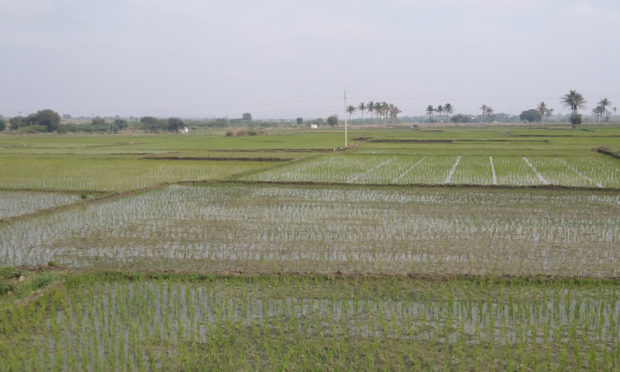 hesitate to grow paddy