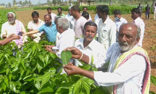 spread Poison to mulberry garden