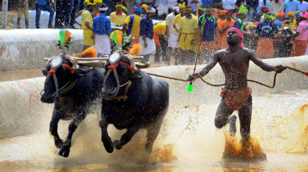 ಕಂಬಳ ಪ್ರಿಯರಿಗೆ ಸಿಹಿ ಸುದ್ದಿ: ಕಂಬಳ ವೇಳಾಪಟ್ಟಿ ಬಿಡುಗಡೆ, ಸೆಲೆಬ್ರಿಟಿ ಆಕರ್ಷಣೆಗೆ ತಡೆ