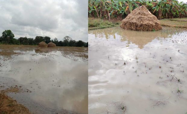 ಬೆಳೆಗಳಿಗೆ ಕುತ್ತು ತಂದಿಟ್ಟ ಅಕಾಲಿಕ ಮಳೆ ; ಆತಂಕದಲ್ಲಿ ಅನ್ನದಾತರು