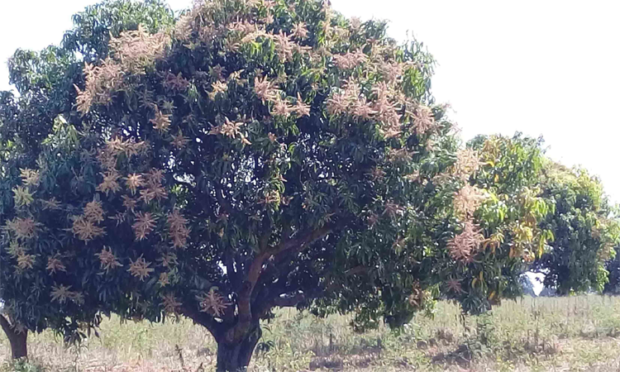 Mango farmers