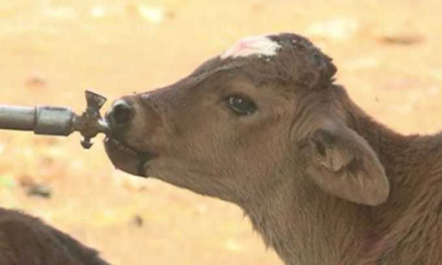 ಗೋಹತ್ಯೆ ನಿಷೇಧ: ಗಂಡು ಕರುಗಳಿಗಿಲ್ಲ ಪೋಷಣೆ