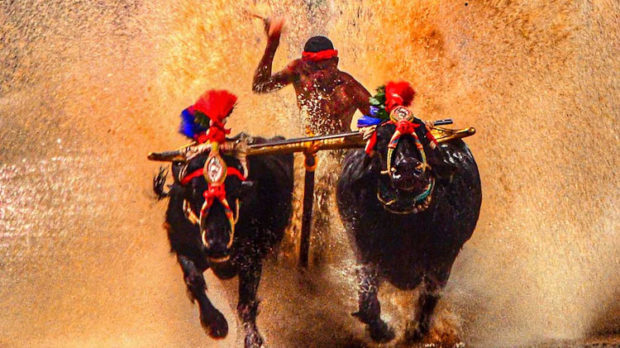 kambala