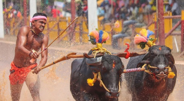 ಮಿಯ್ಯಾರು ಜೋಡುಕರೆ ಕಂಬಳ ಸಂಪನ್ನ: ಇಲ್ಲಿದೆ ಸಂಪೂರ್ಣ ಫಲಿತಾಂಶ ಪಟ್ಟಿ