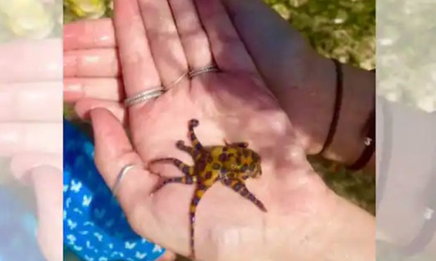 Woman Takes Photo in Bali Without Realising She’s Holding One of World’s Most Dangerous Animals