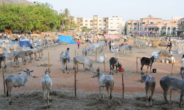 ಸಿದ್ಧಗಂಗೆಯಲ್ಲಿ ಜಾನುವಾರು ಜಾತ್ರೆ ಸಂಭ್ರಮ