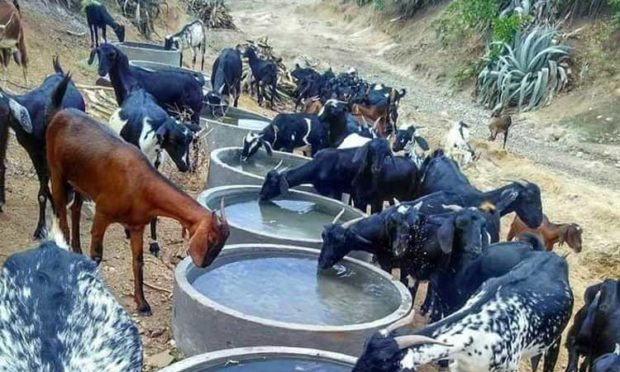 ಬೇಸಿಗೆಯಲ್ಲಿ ಜಾನುವಾರುಗಳ ದಾಹ ತೀರಿಸಿ