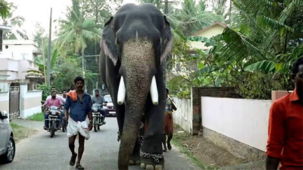 ಅನಾರೋಗ್ಯದಿಂದ ಗುರುವಾಯೂರು ದೇಗುಲದ ಆನೆ ಮೃತ