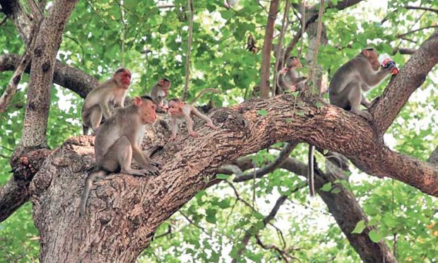 ರಾಜ್ಯಕ್ಕೆ ವಿಸ್ತರಣೆಗೊಂಡ ನೈಸರ್ಗಿಕ ವಾನರ ವನ ಯೋಜನೆ