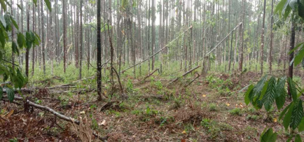 ಕೆರ್ವಾಶೆ: ಆಲಿಕಲ್ಲು ಸಹಿತ ಗಾಳಿ-ಮಳೆ