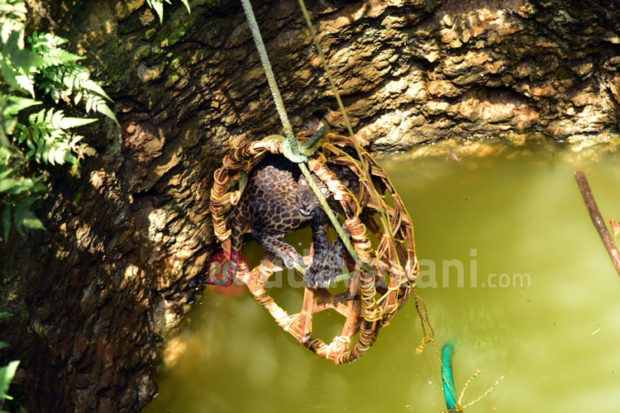 ಕುಂದಾಪುರ : ಬಾವಿಗೆ ಬಿದ್ದ ಹೆಣ್ಣು ಚಿರತೆಯನ್ನು ರಕ್ಷಿಸಿದ ಸ್ಥಳೀಯರು